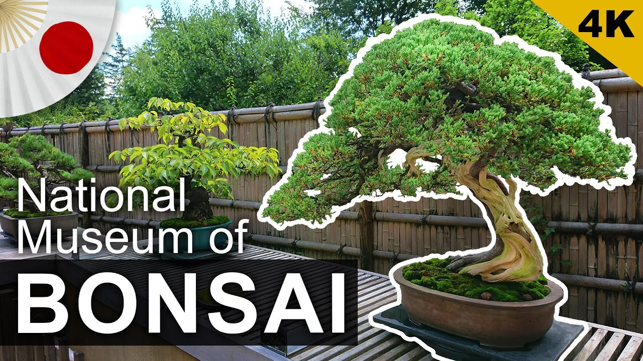 【4K】The National Museum of BONSAI – Showa Kinen Park | Japan Culture Walk GoPro POV