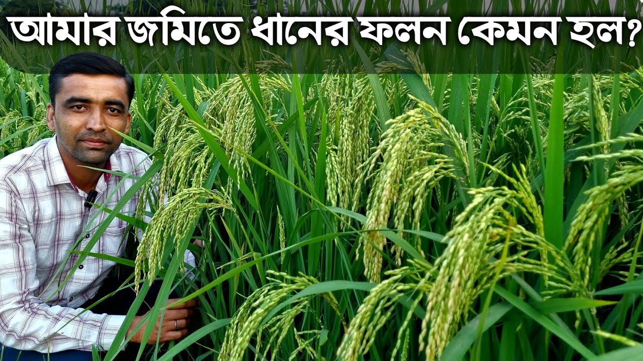 কোন ধানের চাষ করলে ব্যাপক ফলন পাবেন ?Pioneer 27P37 ধানের অসাধারণ ফলন।