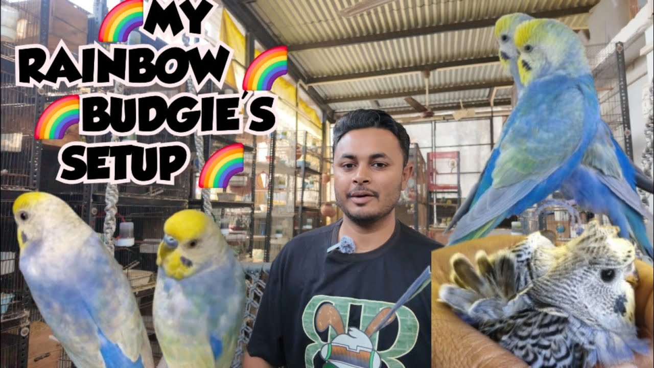 MY RAINBOW BUDGIE'S SETUP || VIOLET RAINBOW BUDGIE'S SETUP || MOIN BIRD'S ZONE AHMEDABAD 