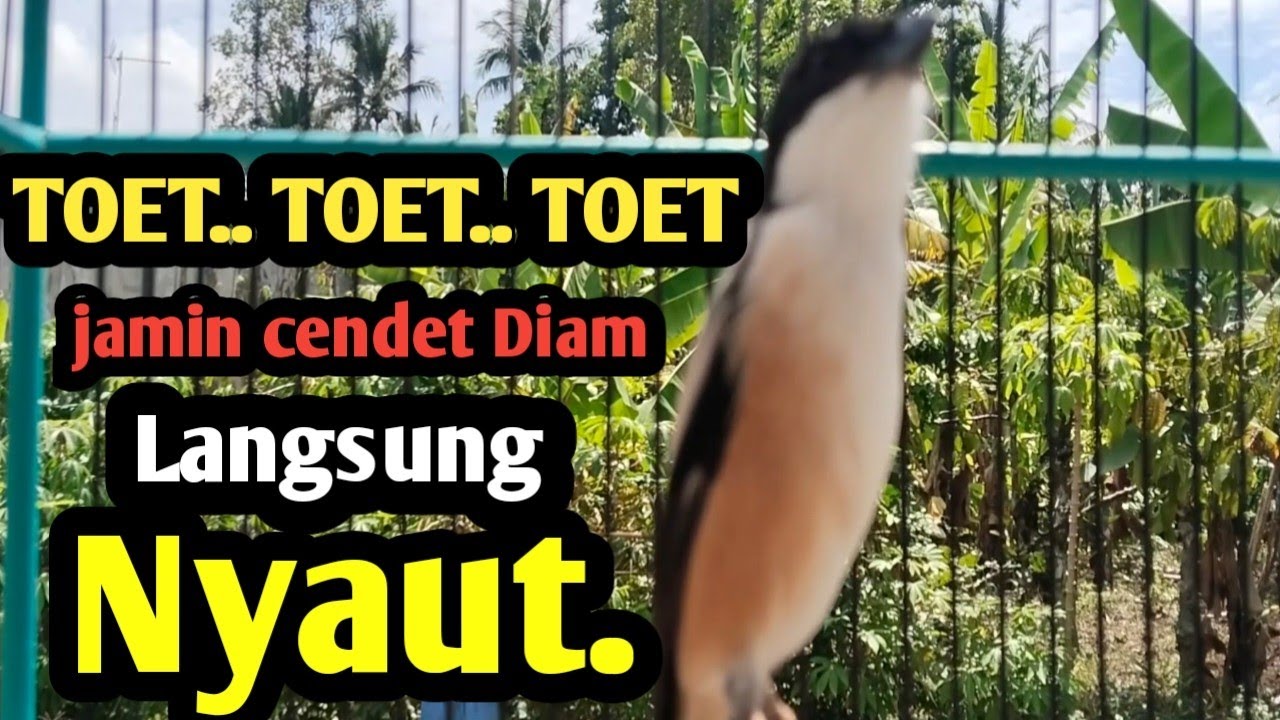 TOET TOET TOET SUARA CENDET GACOR MEMANCING LAWAN. Jamin cendet Diam pasti Nyaut. 