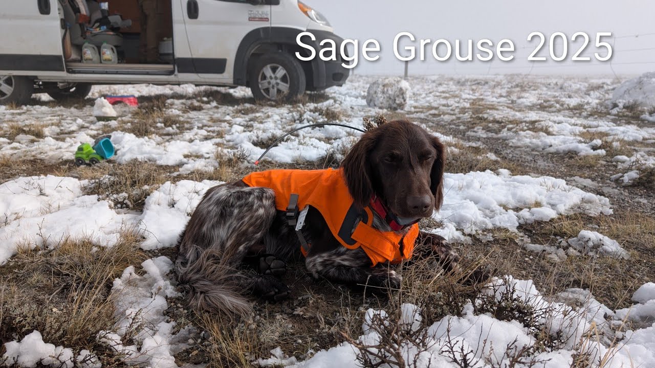 Y3E19: Idaho Sage Grouse 2025