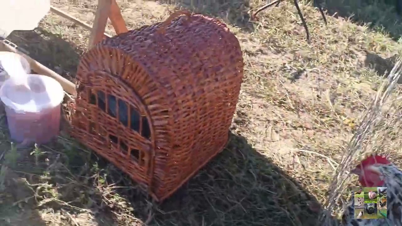 Expoziția de Păsări și Animale de la Orhei 🐓🦜🕊️🦆🪿