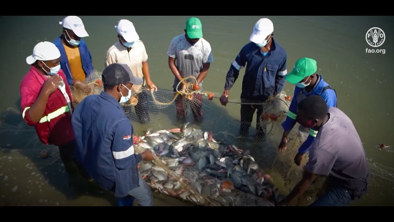 From traditional to innovative integrated aquaculture solutions – A success story from Chilimbene