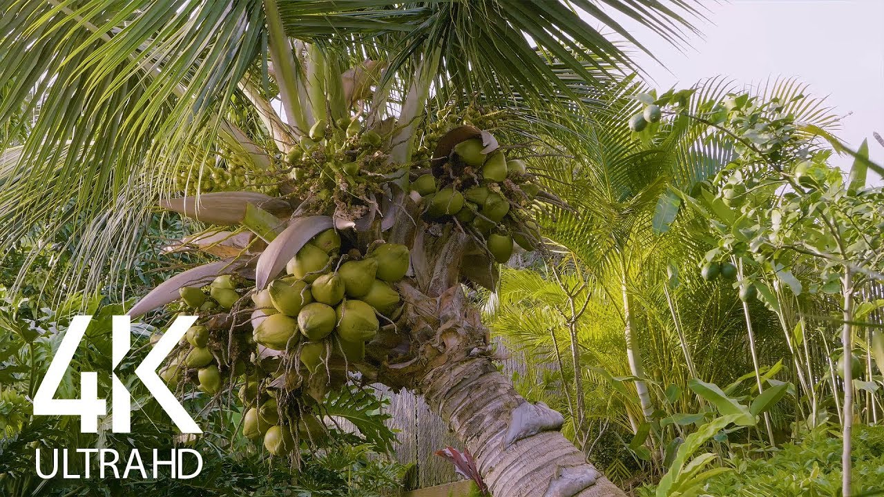 Soothing Bird Singing - Crooked Palm Tree - 4K Nature Soundscapes - 10 Hours