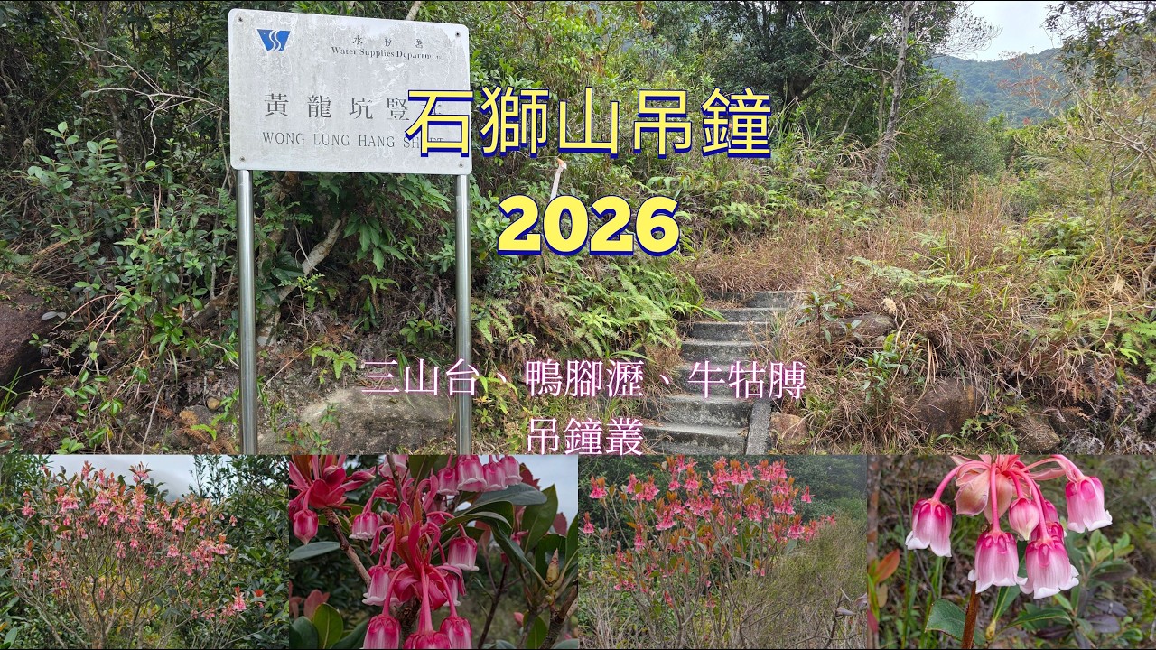 石獅山吊鐘2026##石獅山##禾寮墩##大石脊##大東##白蓮走廊##三山台##牛牯膊##鴨腳瀝##東涌##