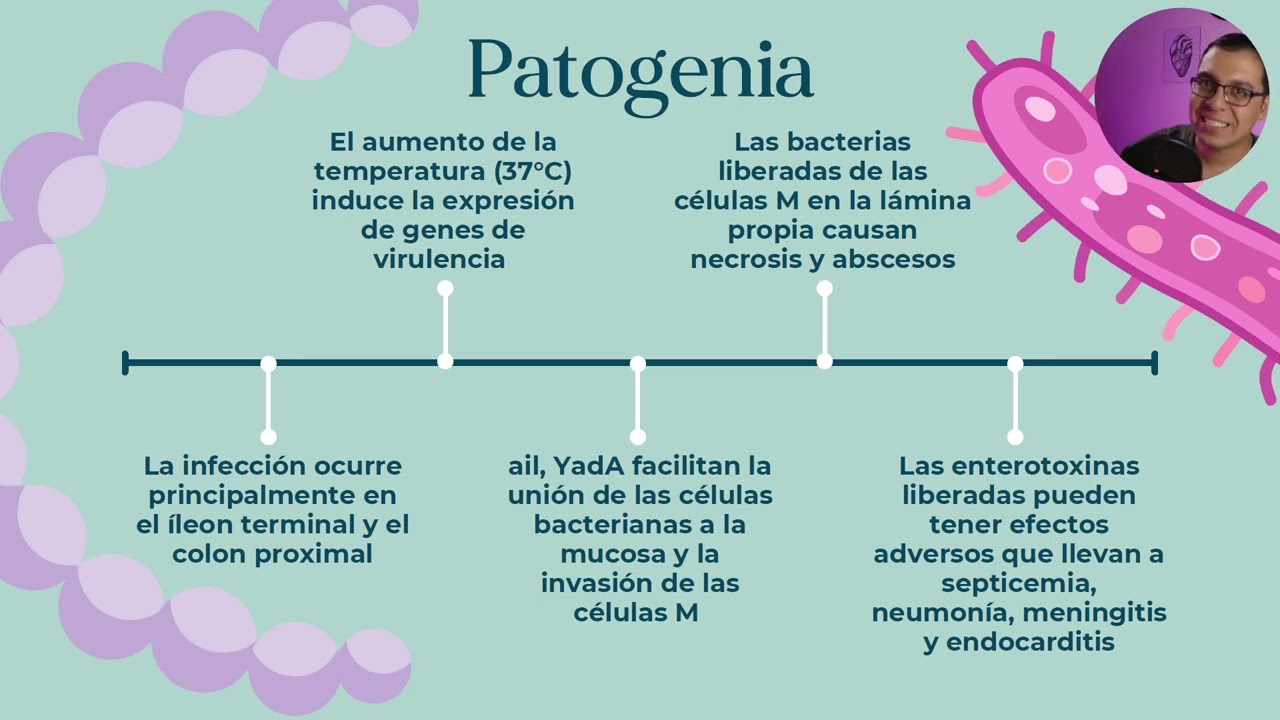 Yersinia enterocolitica, Salmonella enterica