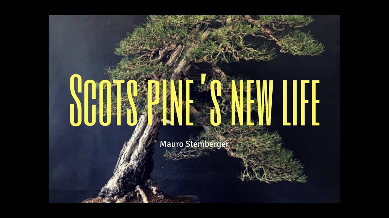 Scots Pine´s New Life