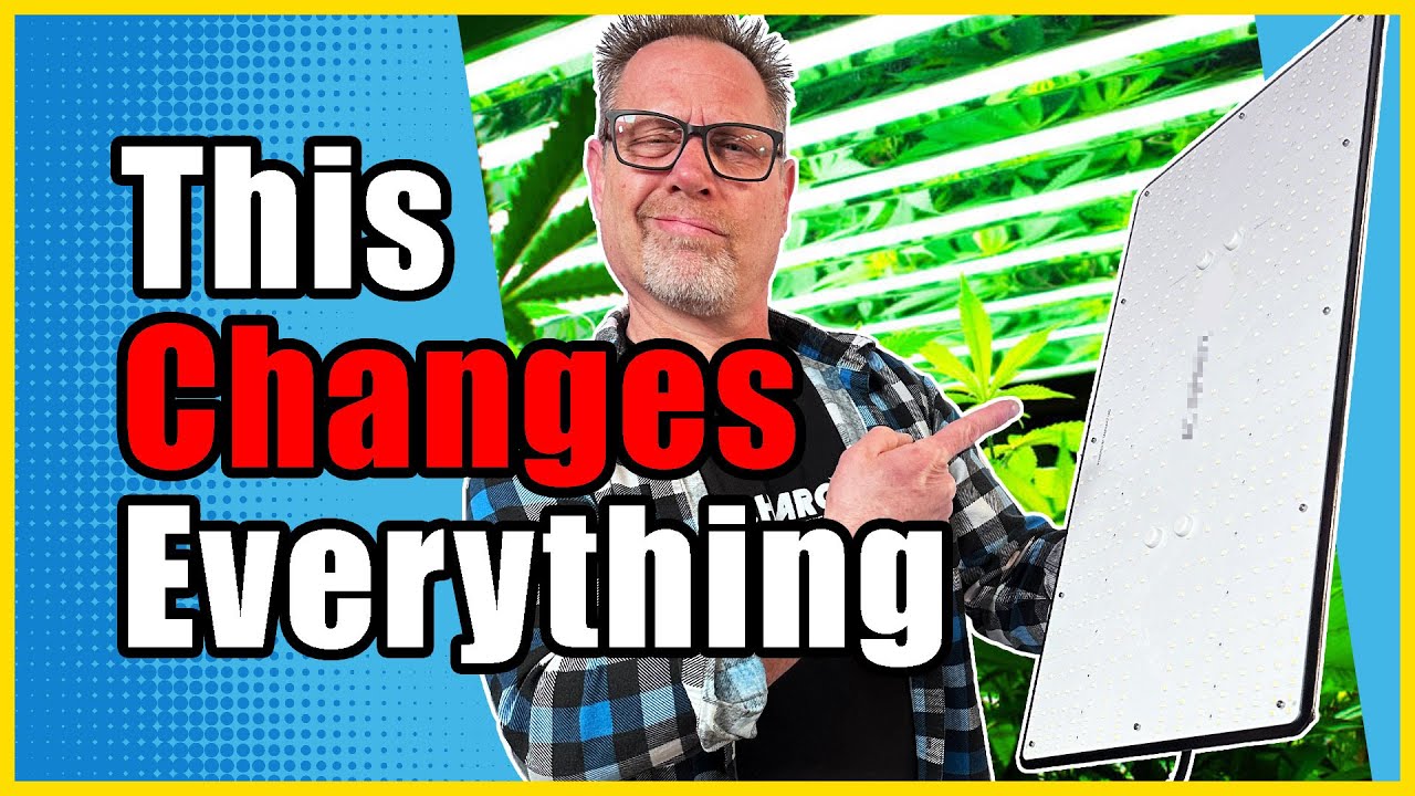 Эти новые лампы для выращивания увеличивают количество трихом на ваших растениях каннабиса