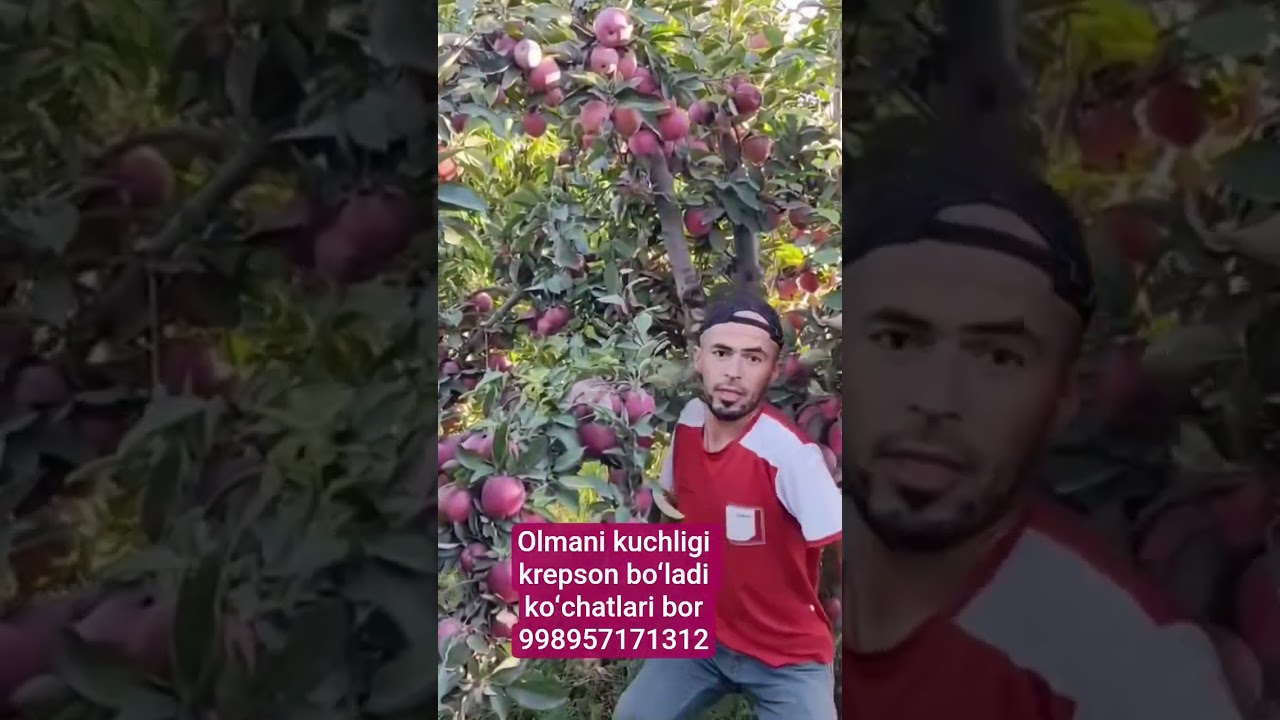 #agro #invest #fruit #farming #shayxrahmatullohtermiziy #smartphone