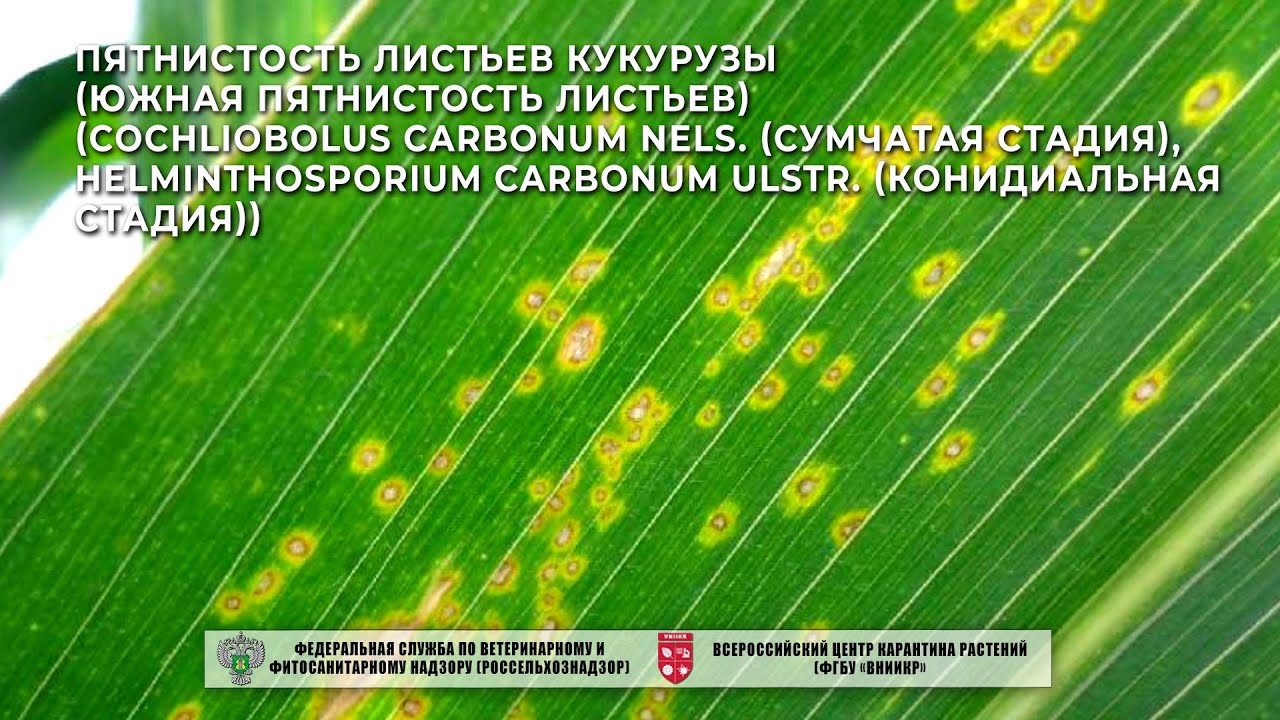 Пятнистость листьев кукурузы (южная пятнистость листьев)