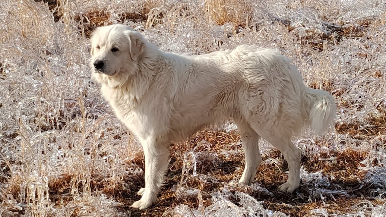 Hair Sheep Thriving During Our Winter Storm
