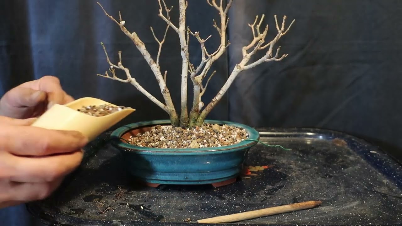 Replantare Lemn Câinesc - Ligustrum Vulgare - Proiect Bonsai Ep. 4 (Februarie 2026)