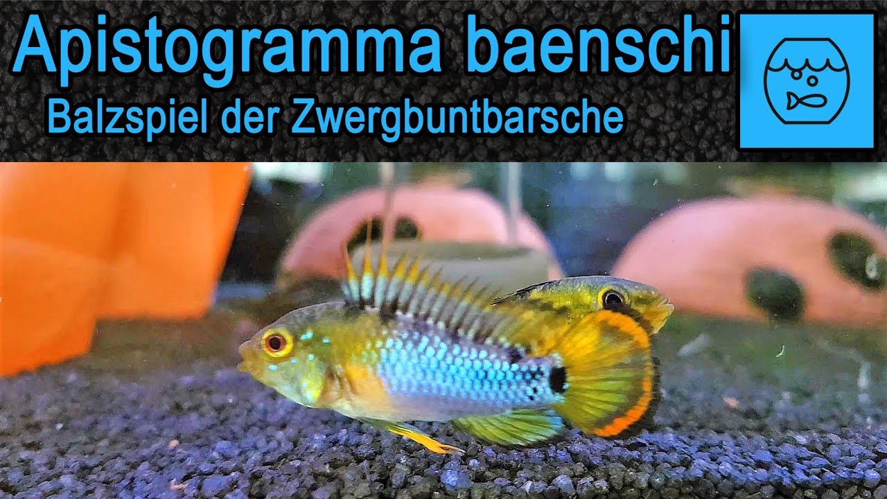 Zwergbuntbarsch Paarung! Apistogramma baenschi; Apistogramma Zucht! Cichliden vermehren!