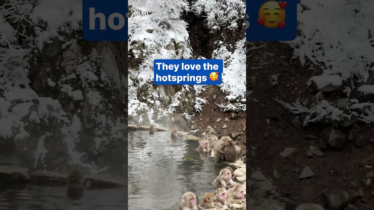 Snow monkeys in total zen at hot spring