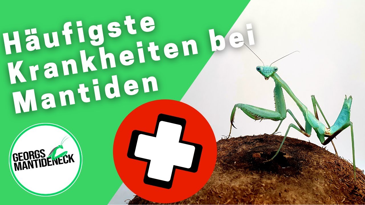 Die häufigsten Krankheiten und Defekte bei Mantiden - Ursachen, Symptome, Behandlung