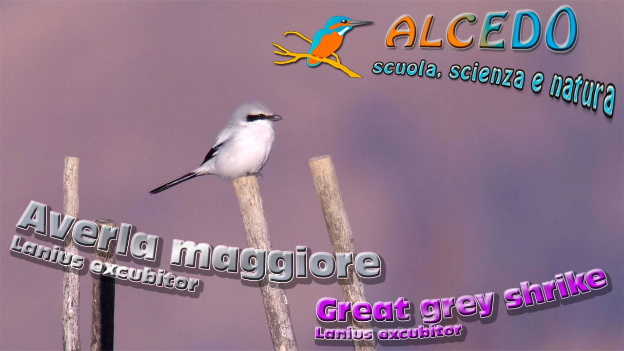 Averla maggiore - Great grey shrike (Lanius excubitor)