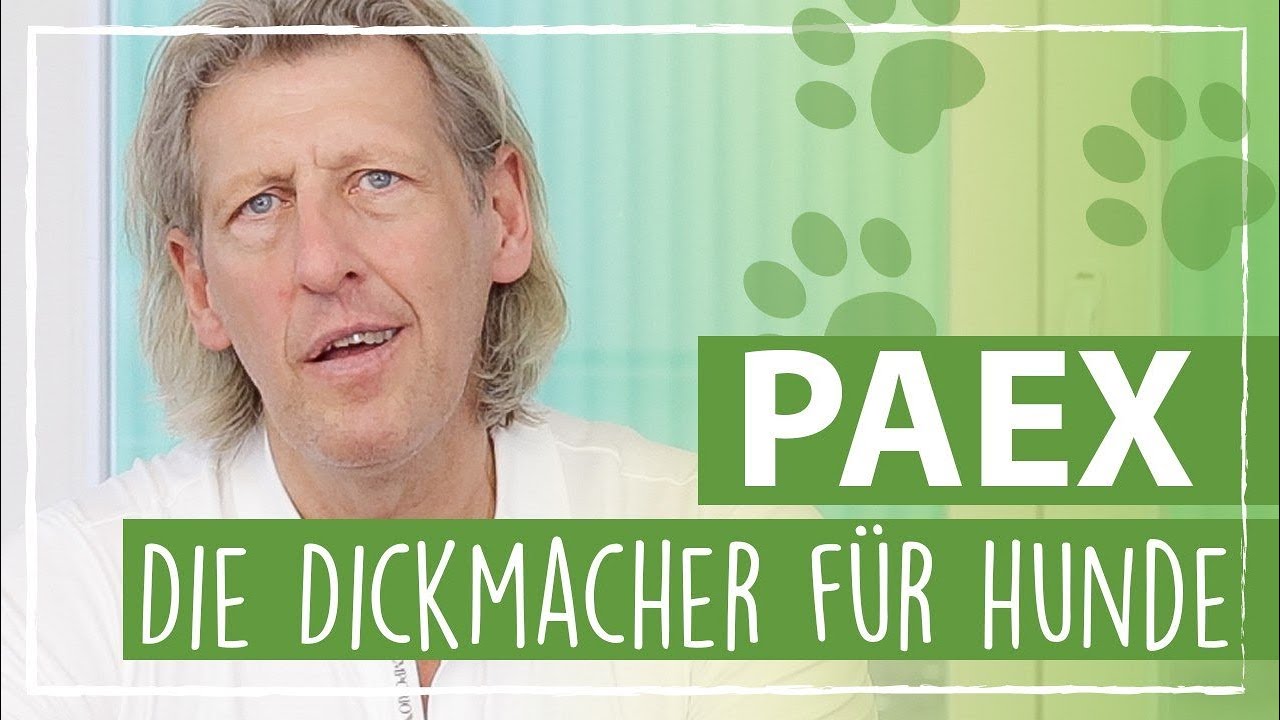Die Top 5 der schlimmsten Dickmacher für Hunde