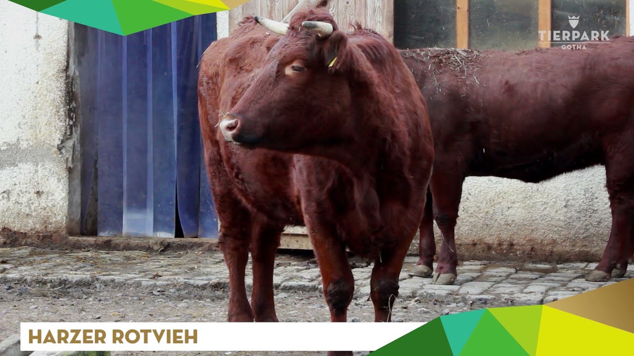 Harzer Rotvieh - Tierpark Gotha