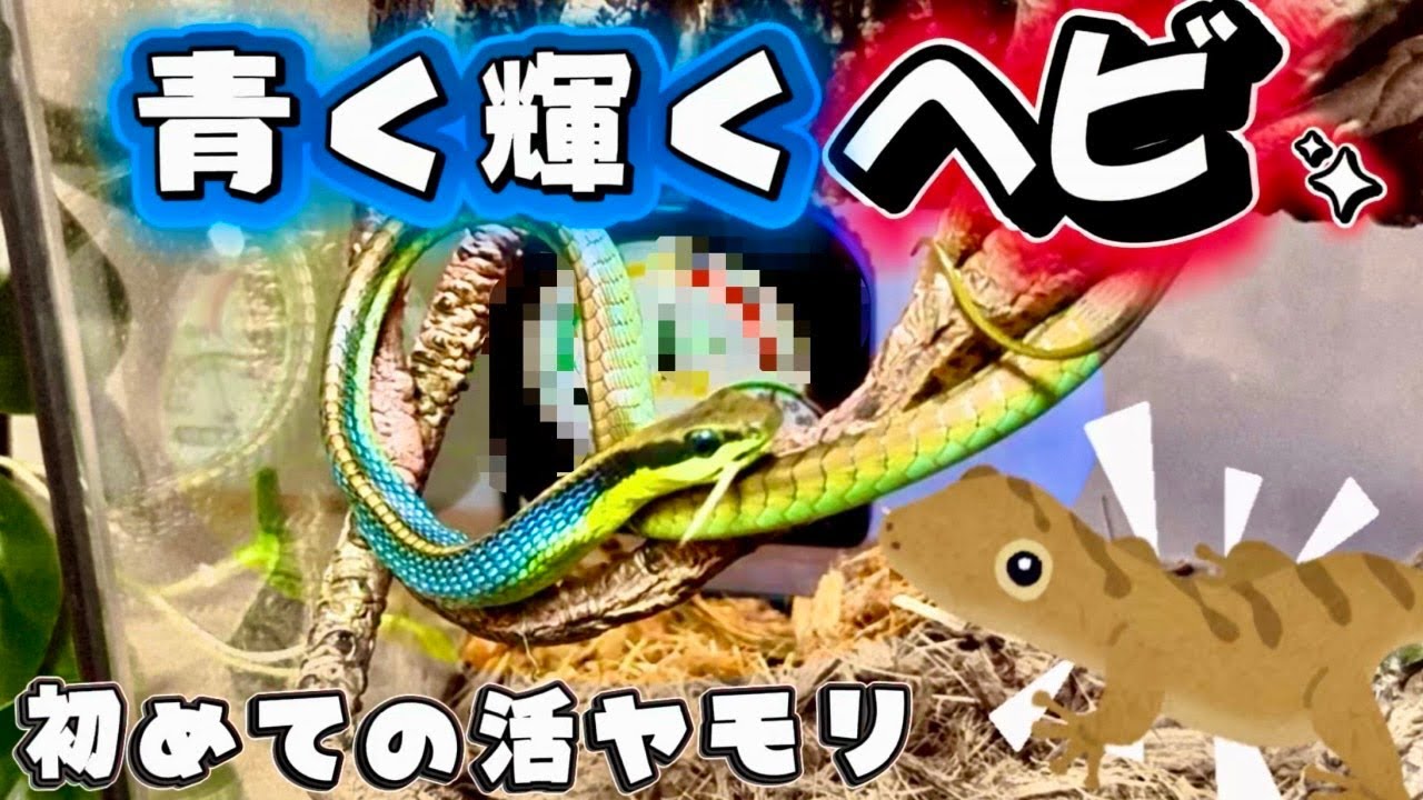 諦めかけたその時...青く輝くヘビが動いた！【アオハラブロンズヘビ／初めての活ヤモリ】