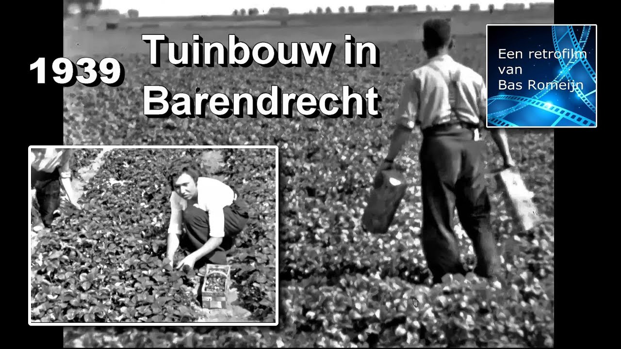 1939    Tuinbouw in Barendrecht