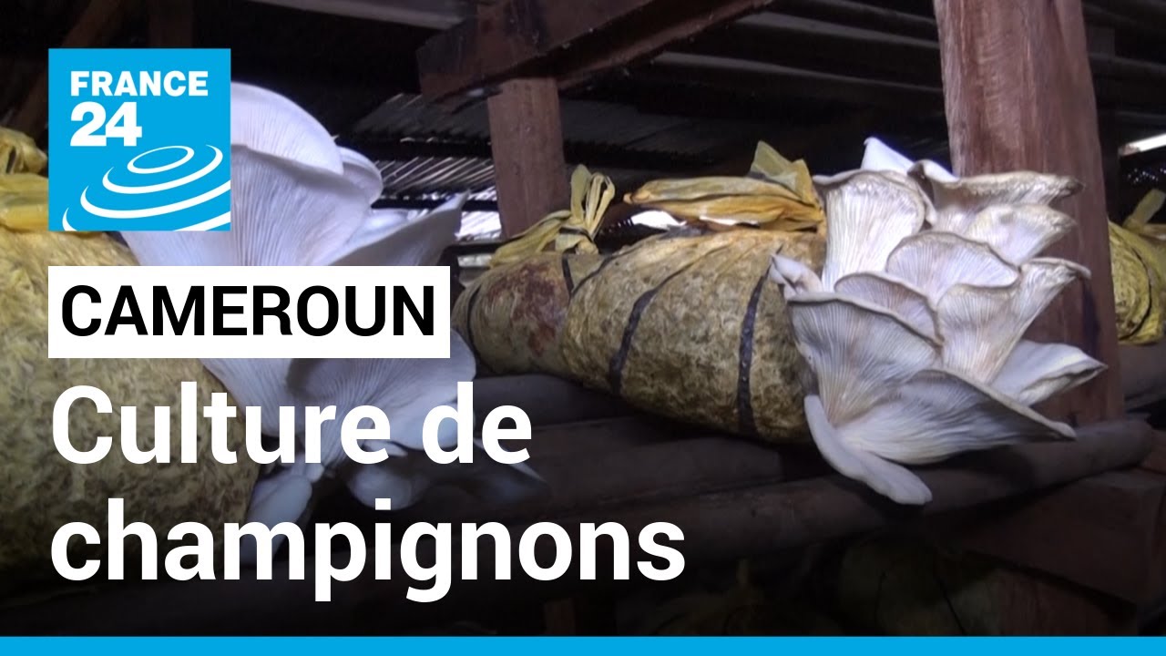 Cameroun : la production de champignons en plein essor &bull; FRANCE 24