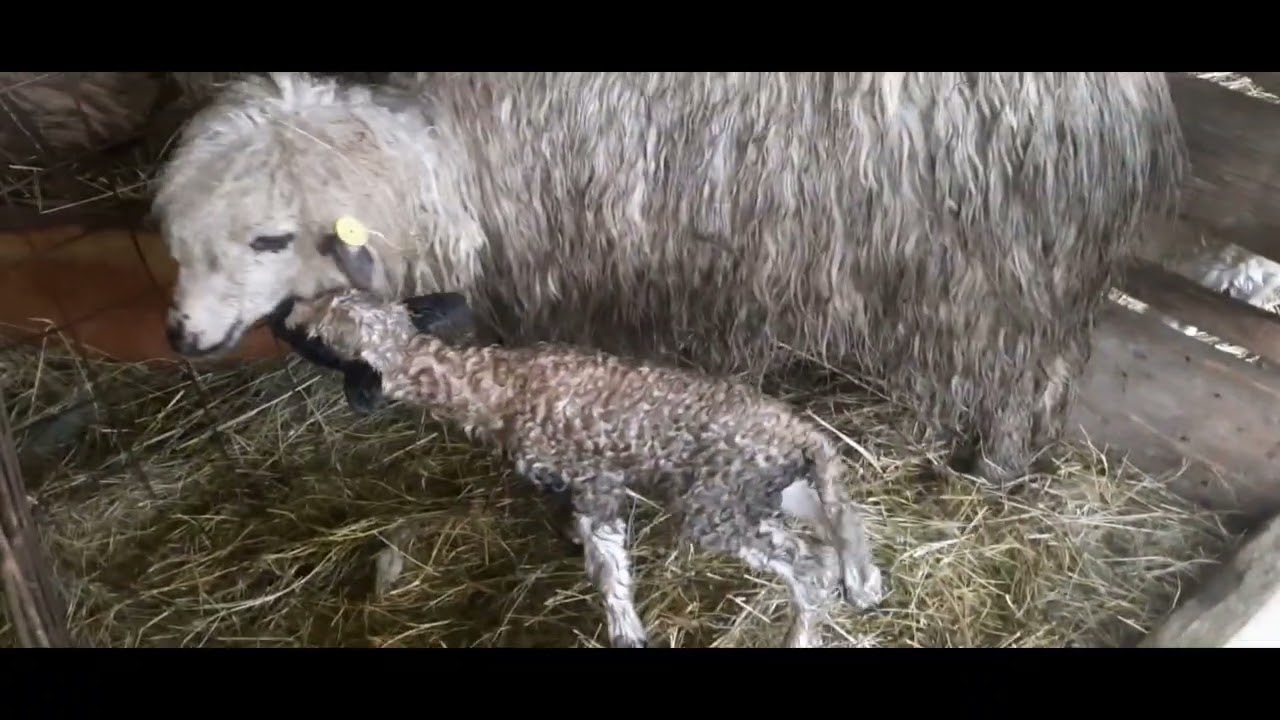 Am schimbat  ambulanța  de cărat  oile  fătate 🐑🐑🚑🚑🚑🚑