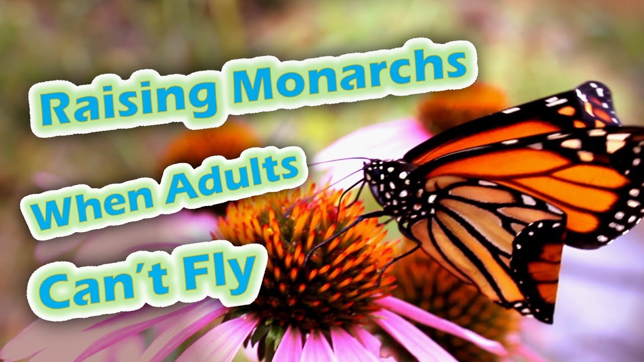 Raising Monarchs - When Adults Can't Fly (Help The Monarch Butterfly)