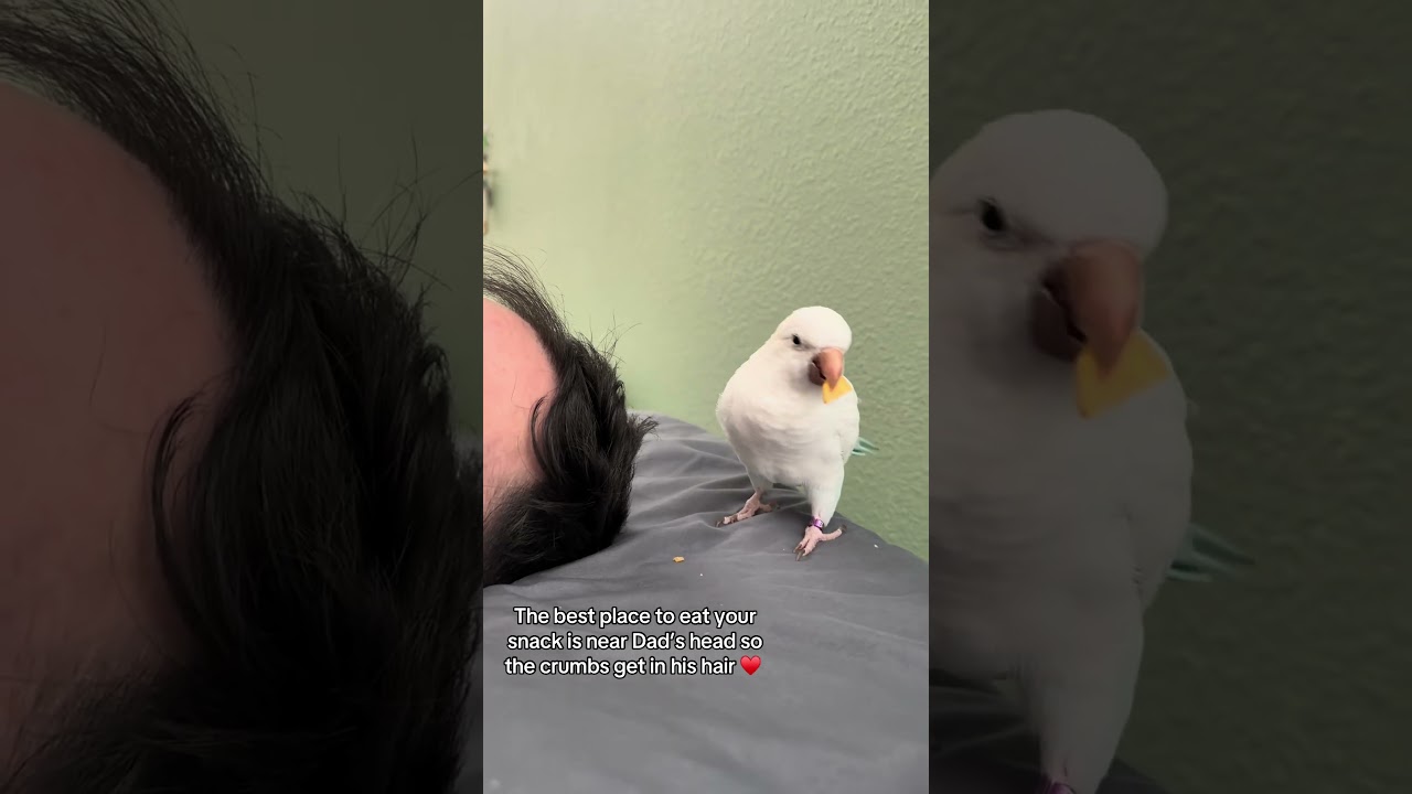 Crumbs in Dad&rsquo;s hair? Whoops 😬 #parrot #birds #funny