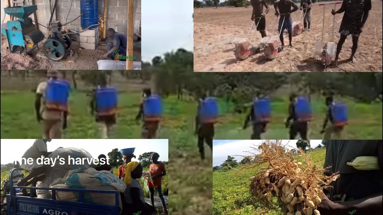 How to Farm Groundnut (Peanut)! Cultivation to Harvesting. A Comprehensive Guide