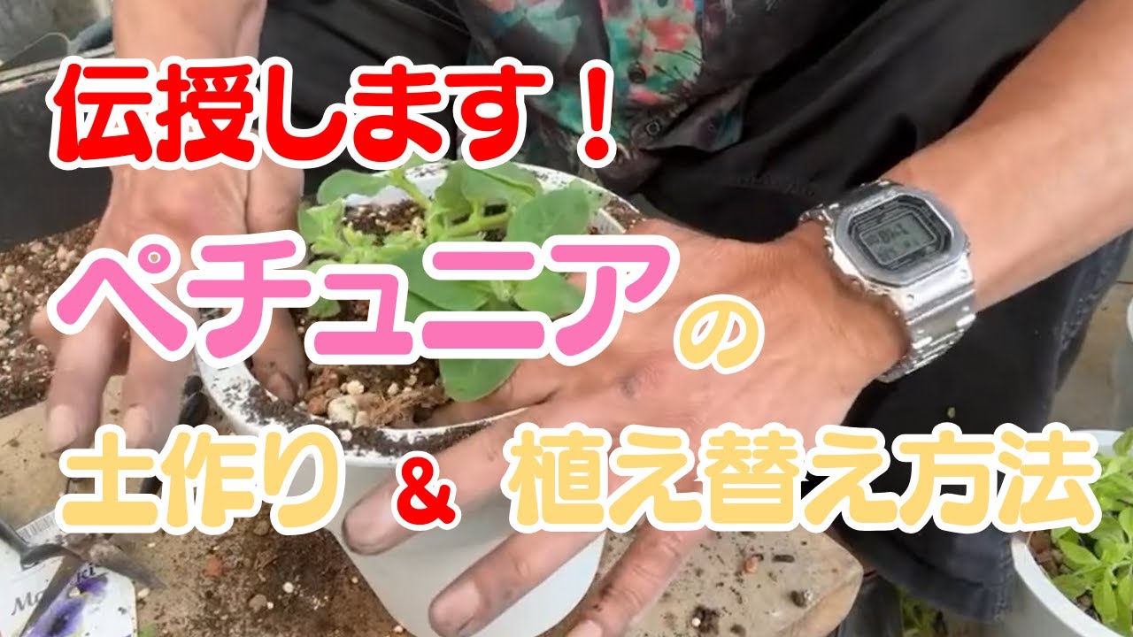 【切り抜き動画】ペチュニアの土作り＆植え替え方法伝授します！