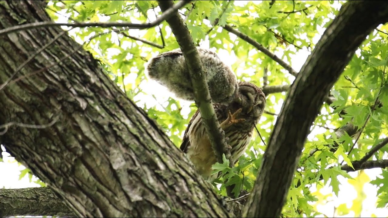 Barred owl mother & chicks - May 13, 2020