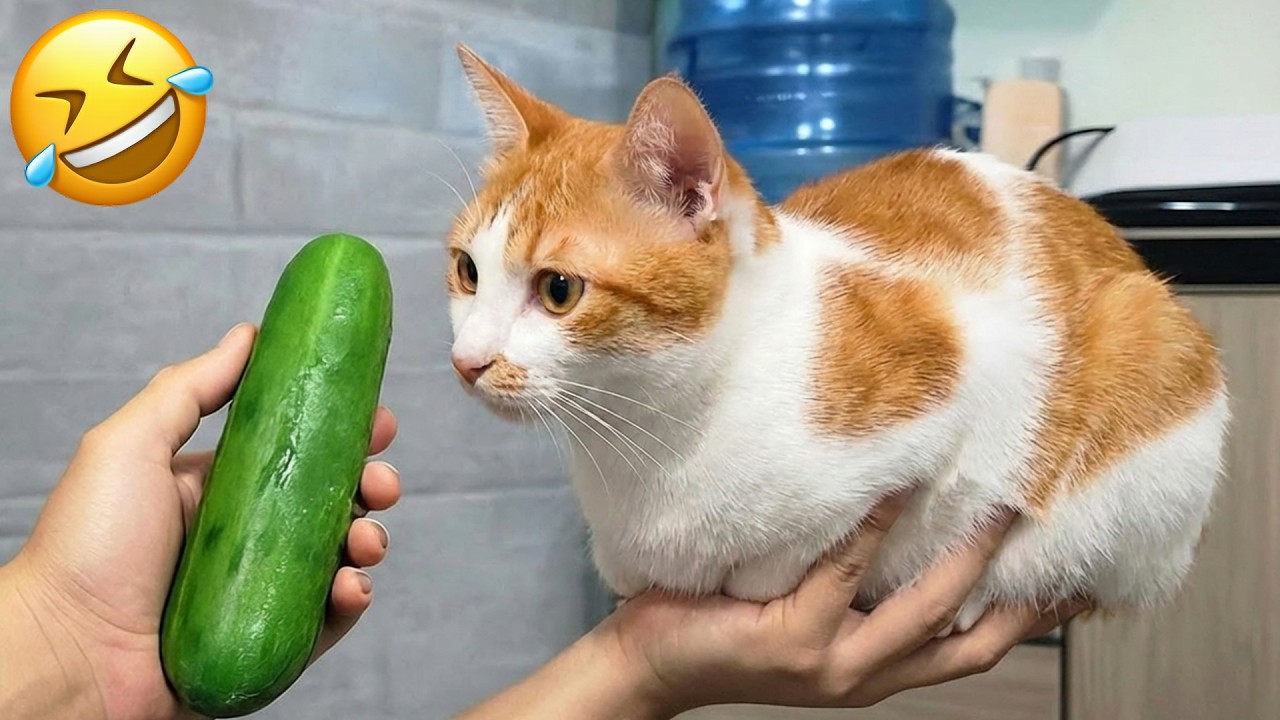 Самые смешные видео с животными, которые мгновенно улучшат ваш день 😄