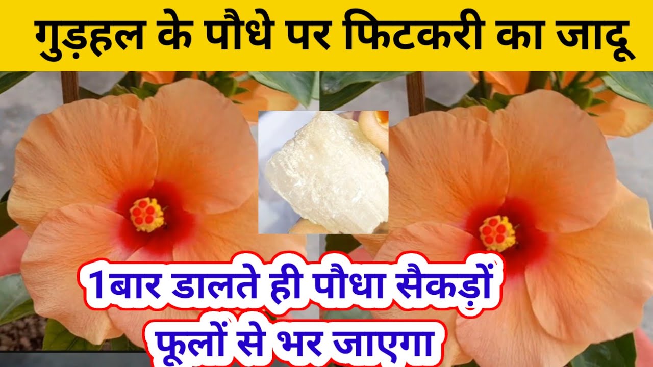 सिर्फ एक छोटे से टुकड़े से गुड़हल के पौधे पर सैकड़ों फूल खिलेंगे| Hibiscus plant care. #hibiscus 