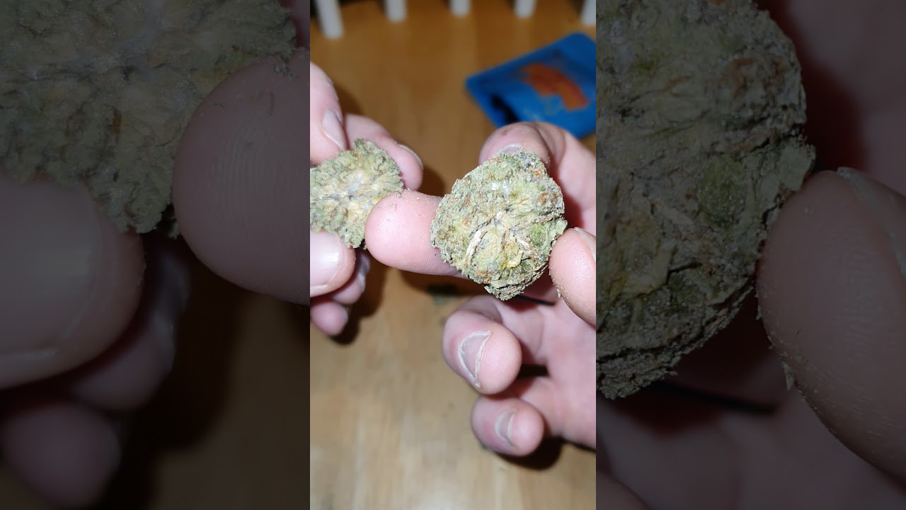 Cookies pack Georgia pie, cookies pack gelato 41 x gushers weed review
