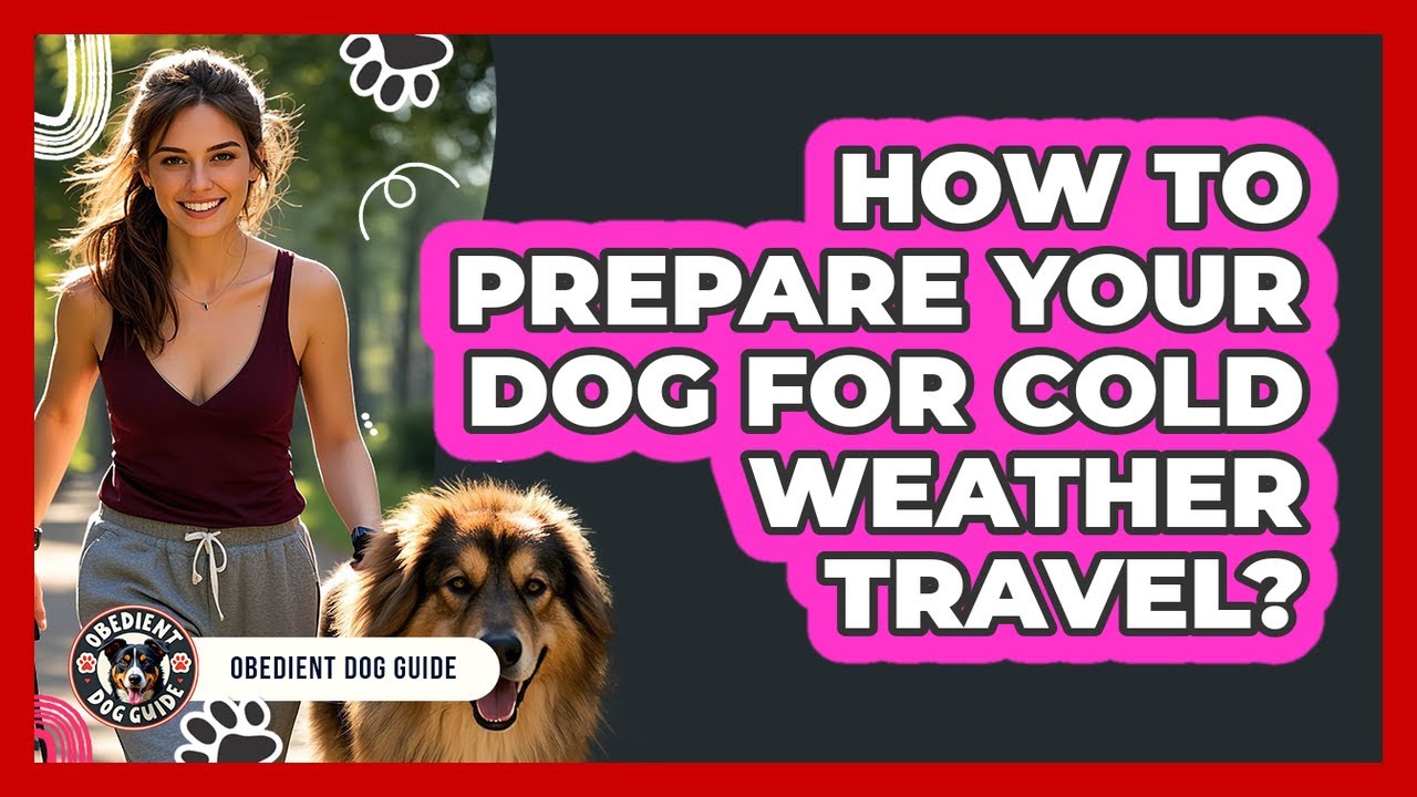 How To Prepare Your Dog For Cold Weather Travel?