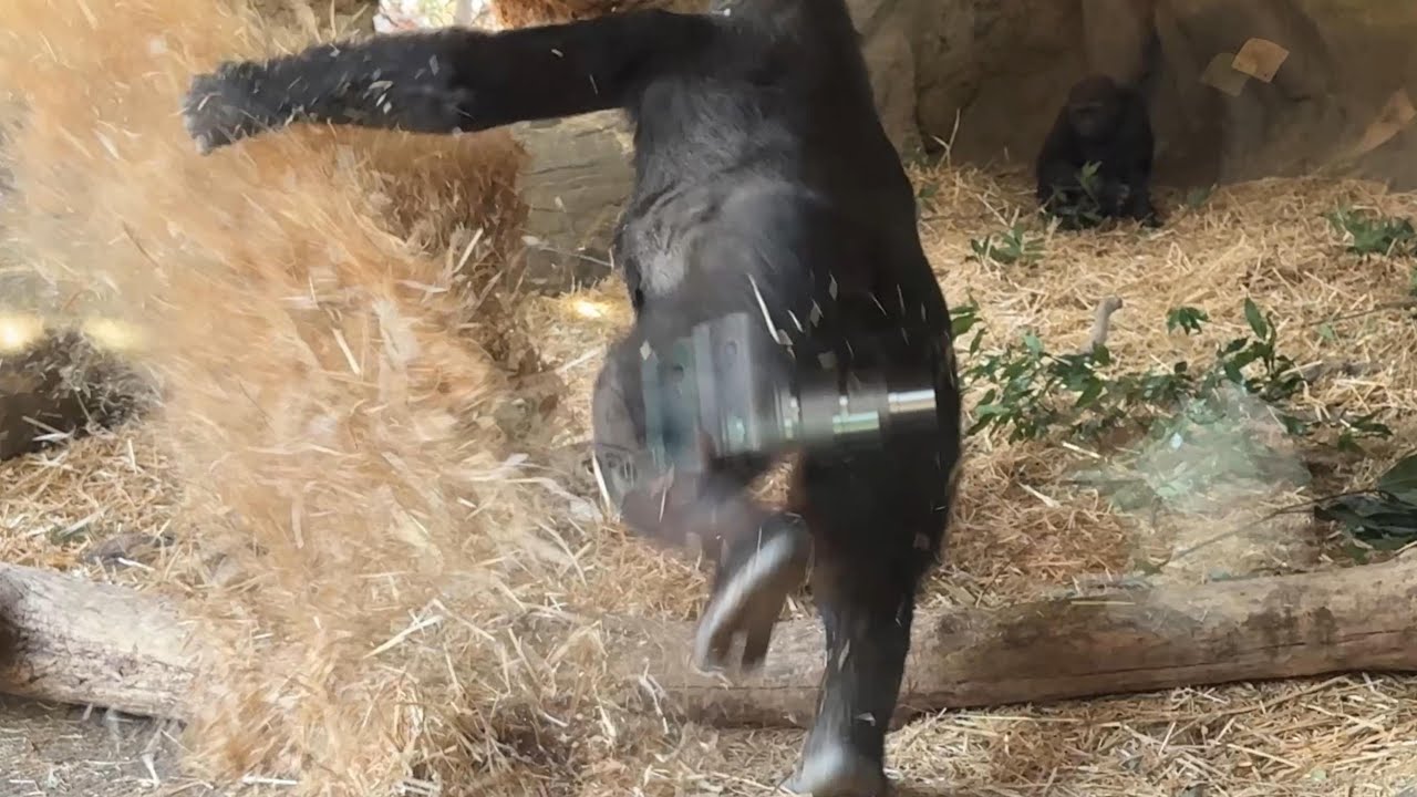 gorilla パパにワラを投げつけるコモモ【2026年‎1月15日】【上野動物園】ゴリラ💗