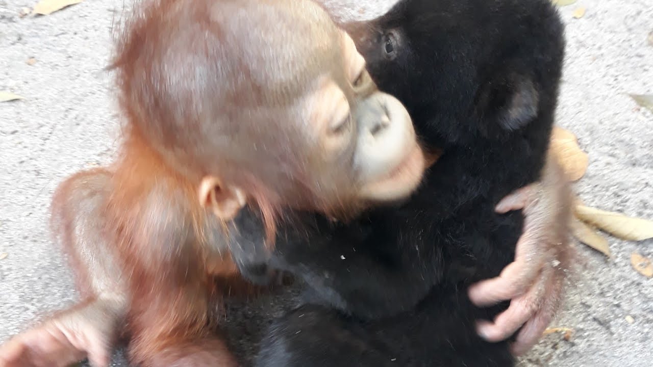 baby orangutan playing with baby sun bear #babyorangutan # cutebaby #babysunbear