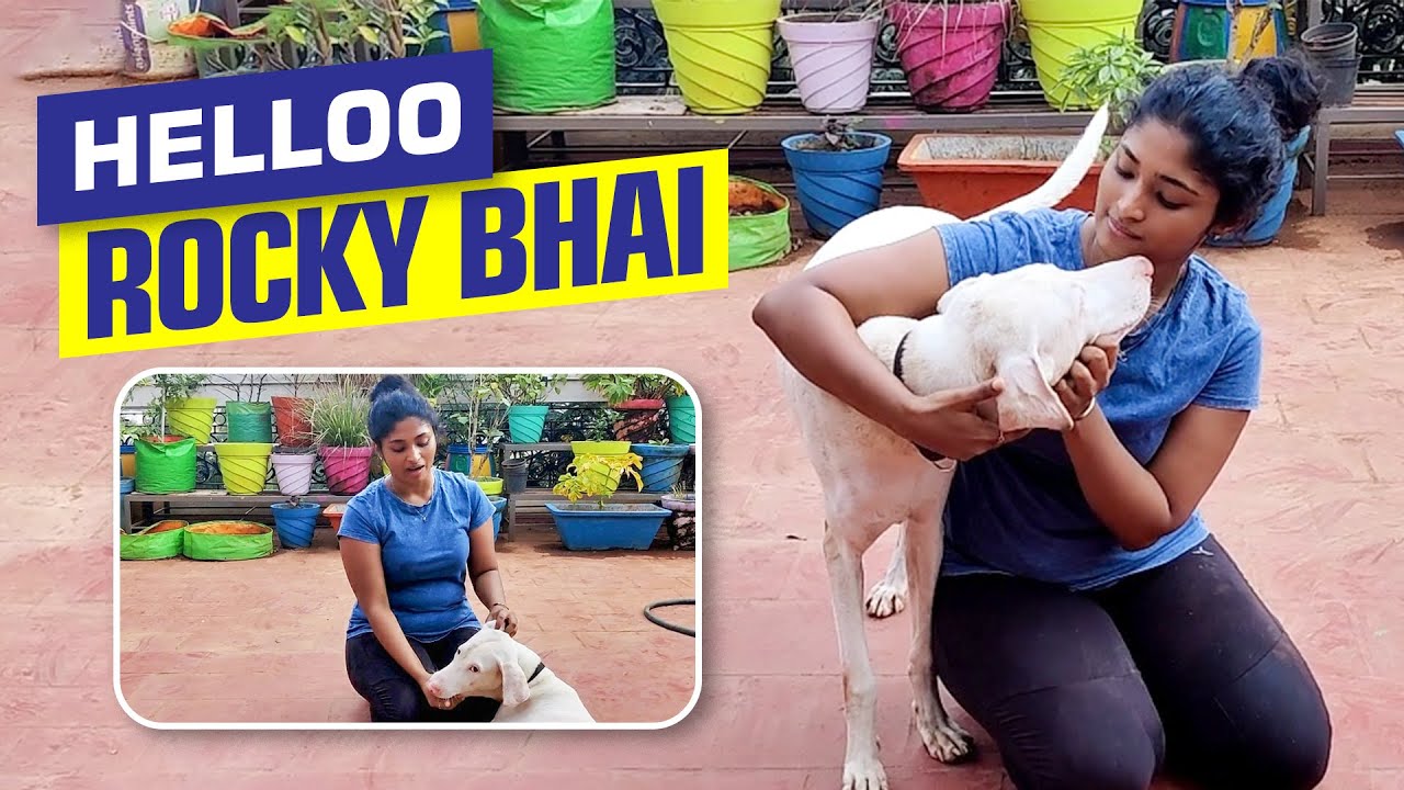 My New Rajapalayam Friend  😍| Indian breed🐕 | Petlover 🐶| Cynthia Vinolin Davis Sundarraj