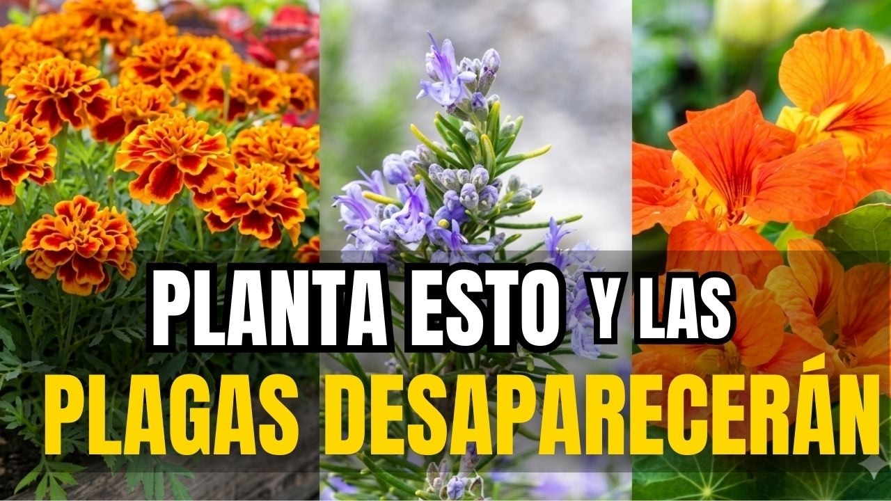 Estas 10 plantas protegen tu jardín sin productos químicos