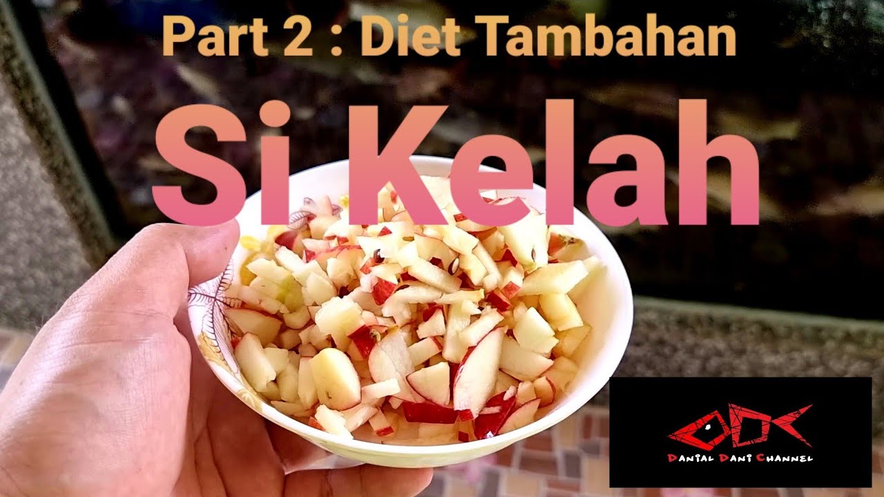 Part 2 : Diet Tambahan Ikan Kelah Selain Pellet | Mahseer Fish Additional Diet