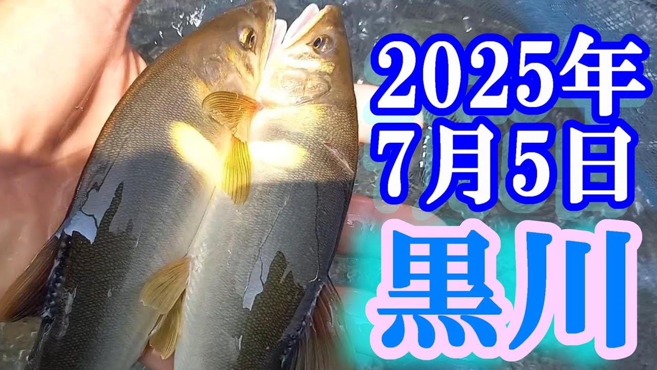 鮎釣り 10cm高垢腐れ コメリ前 岩穴の荒瀬（島兼橋）白川支流黒川  2025年