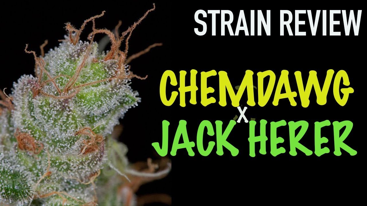 Chemdawg x Jack Herer Strain Review
