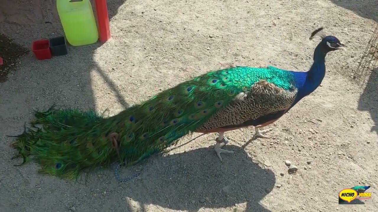LOS BORREGOS,TOROS,VACAS Y AVES QUE ENCONTRAMOS EN LA PLAZA GANADERA DE MORELOS.