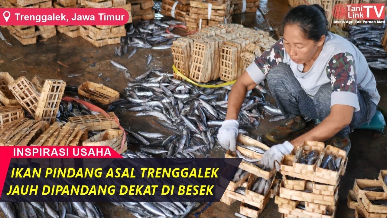 Sentra Pengolahan Ikan Pindang Terbesar di Trenggalek, Sehari Produksi 100 Ton