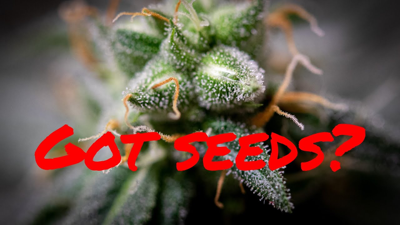 I got seeds in my weed! A.k.a. the cannabis hermaphrodite.