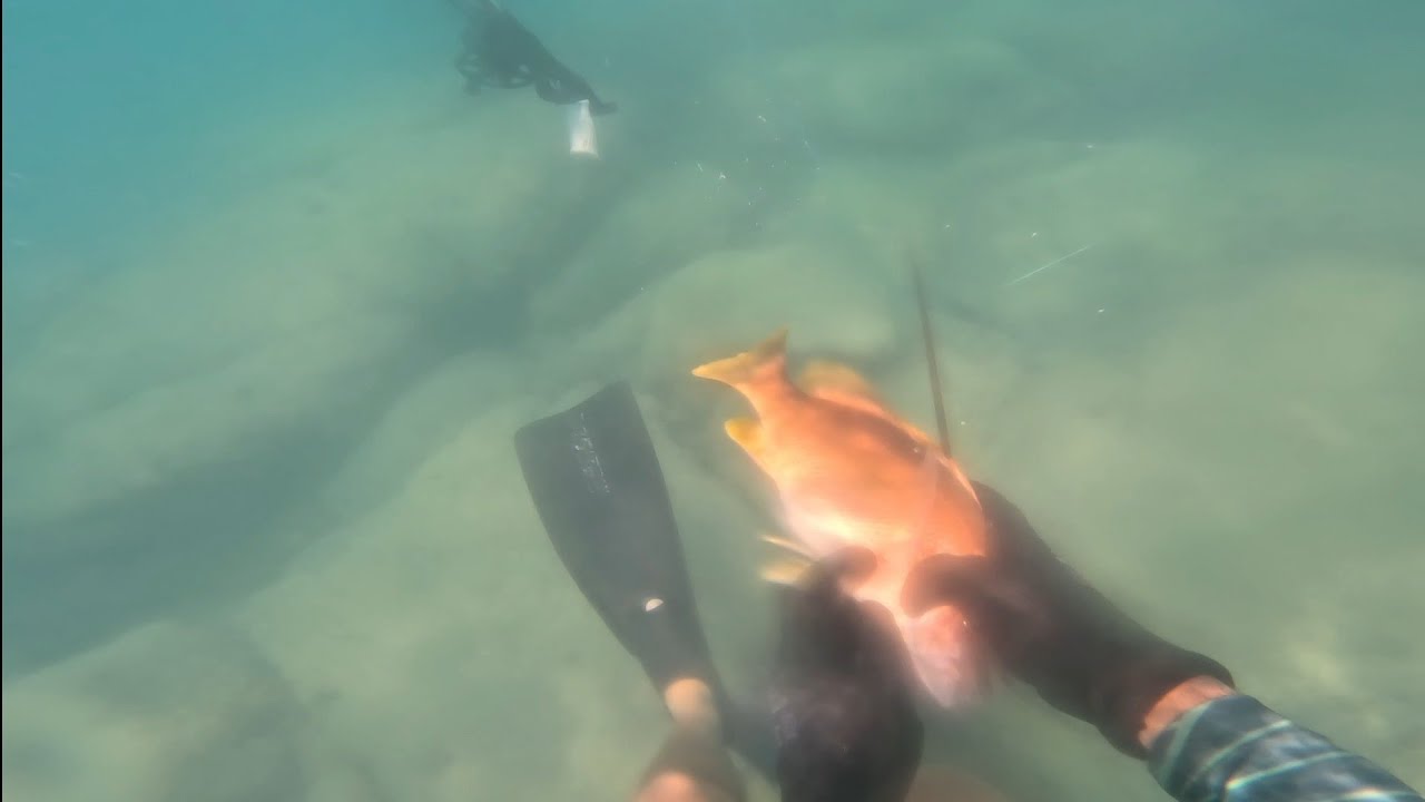 PESCARIA SUB, A MELHOR ÁGUA DO ANO ATÉ AGORA!!!