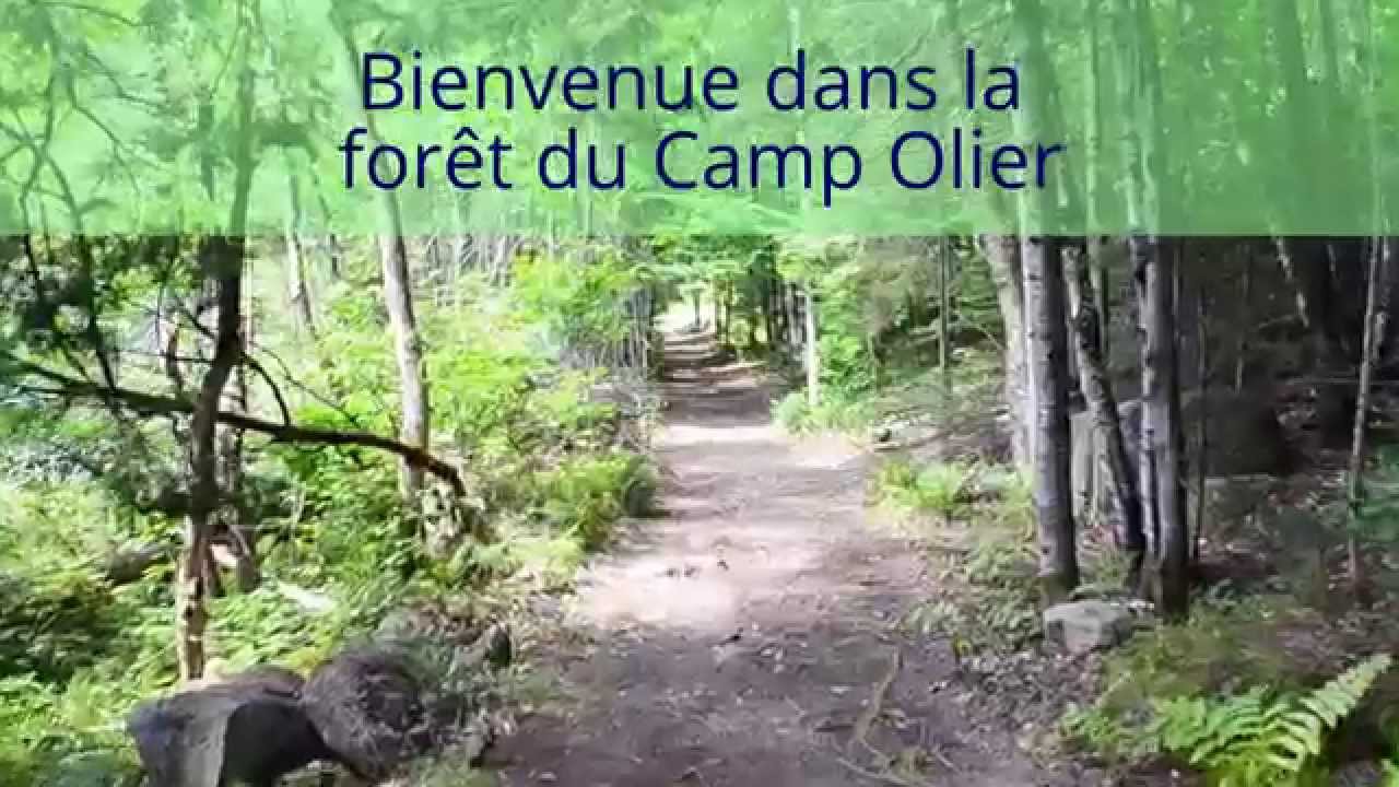 VISITE DU BOIS