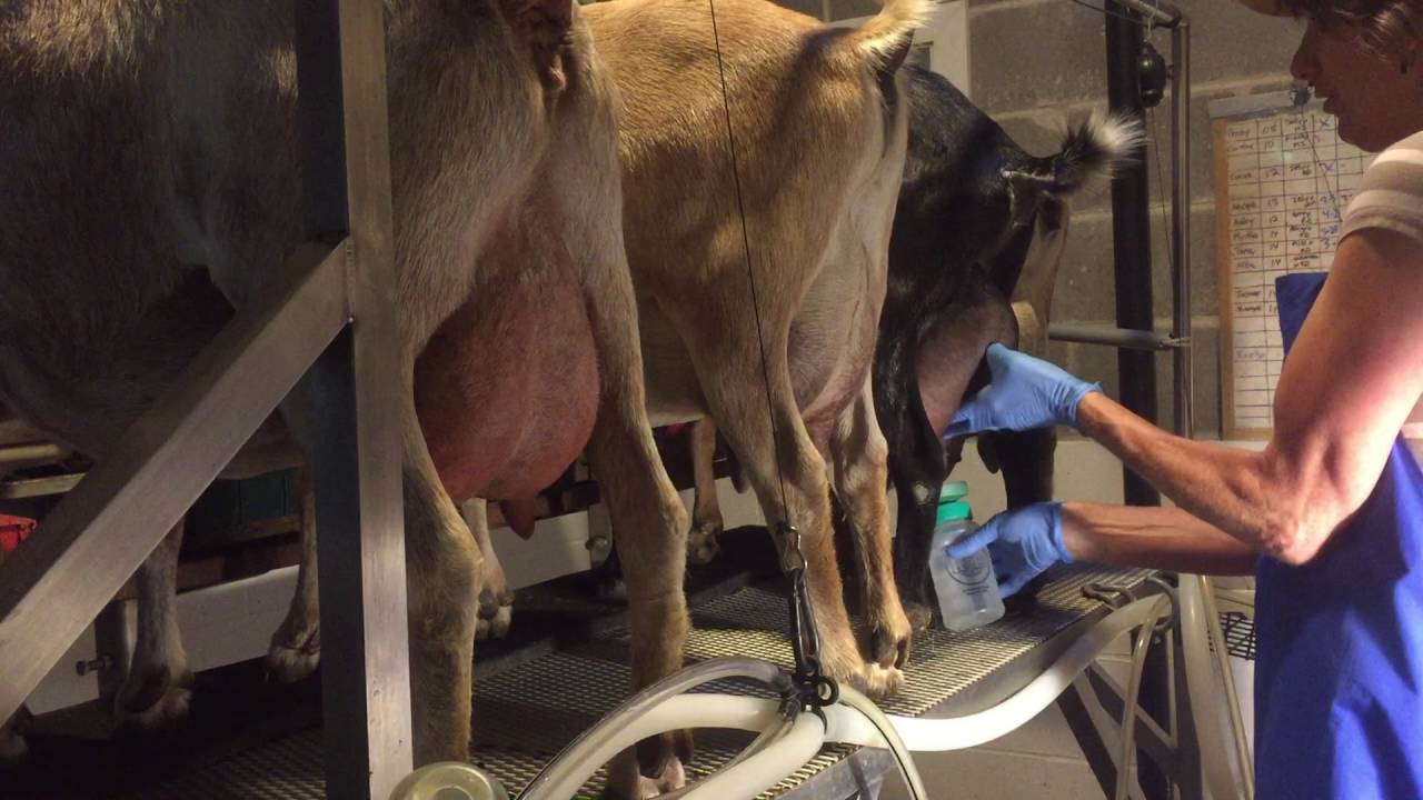 Pholia Farm-Milking 3: Cleaning the Udders