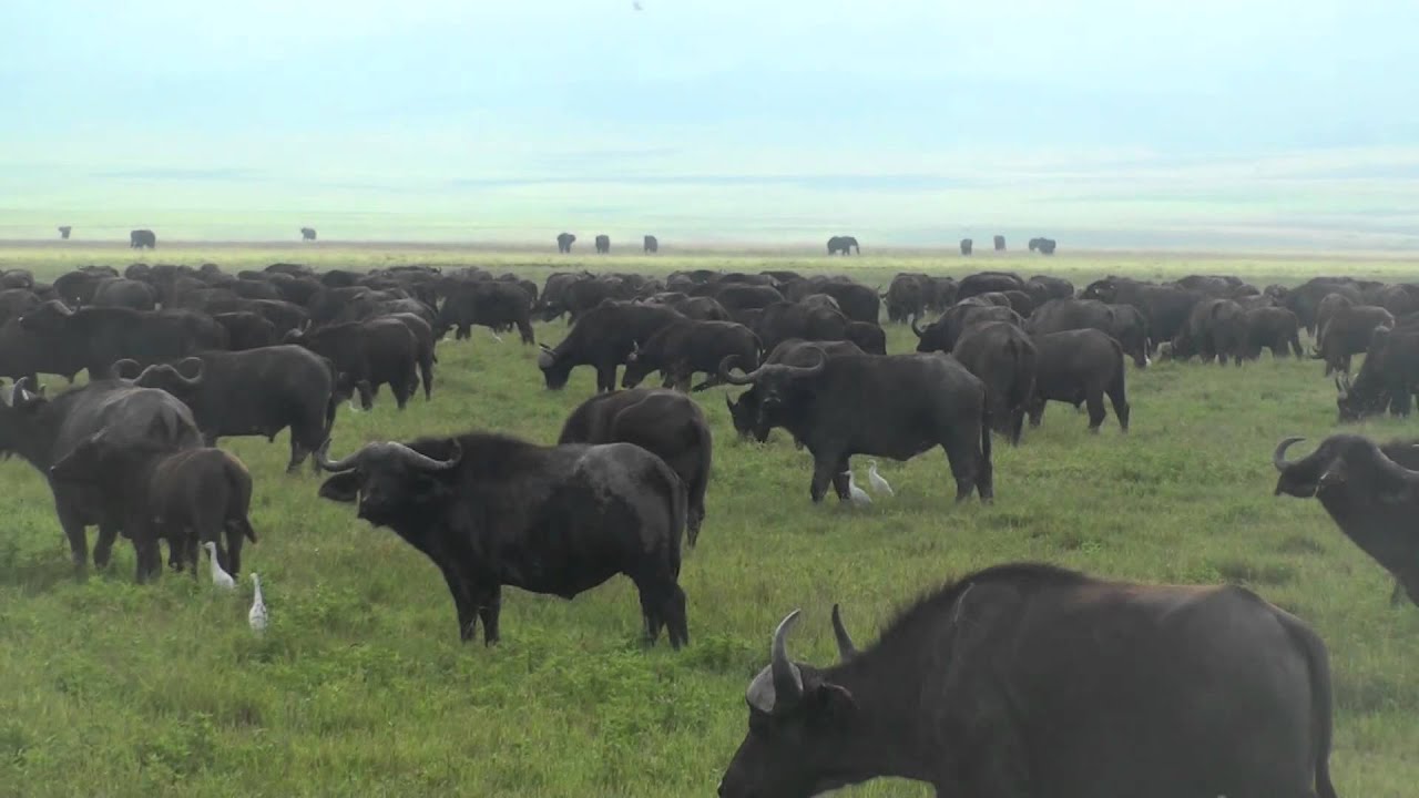 African Buffalo - Safari Ngorongoro Crater Africa