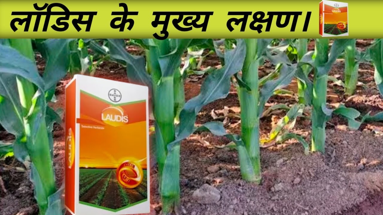 लाॅडिस के लक्षण को कैसे पहचाने। #farming #laudis